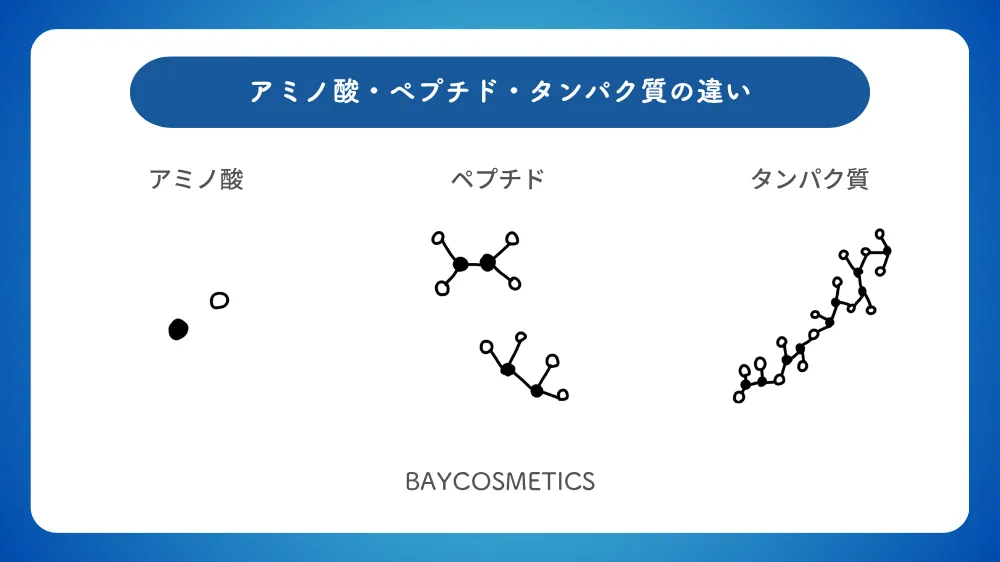アミノ酸とペプチドとタンパク質の違いを説明する図