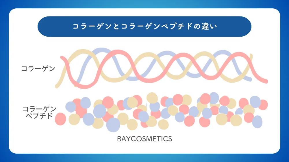 コラーゲンとコラーゲンペプチドの違いを説明する図