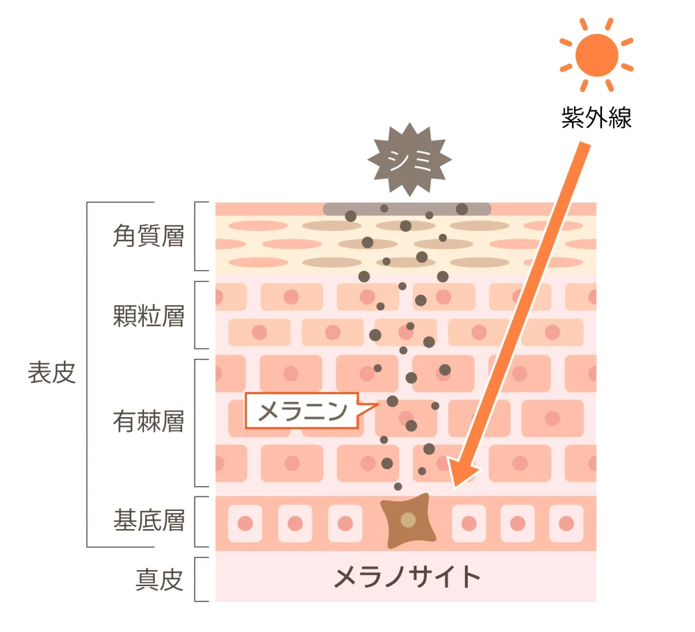 メラニン生成のイメージを伝える図